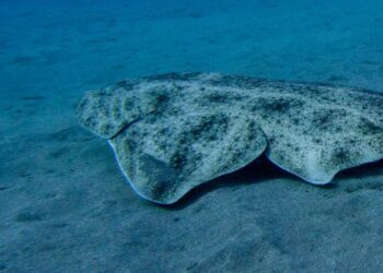 Angel shark rescue