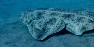 Angel shark rescue