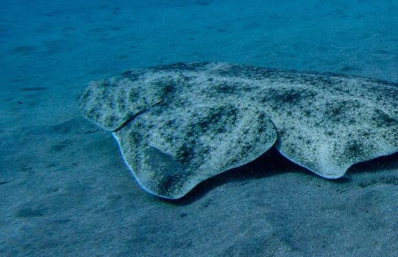Angel shark rescue