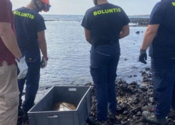 Angel shark rescued