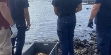 Angel shark rescued