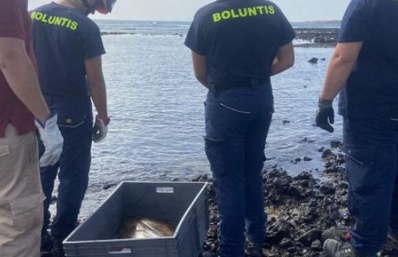 Angel shark rescued