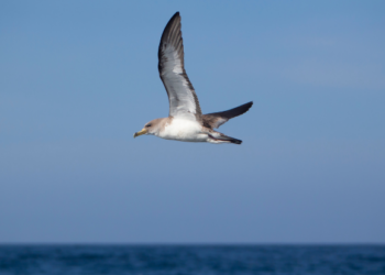 Plastics found in shearwater birds