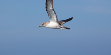 Plastics found in shearwater birds