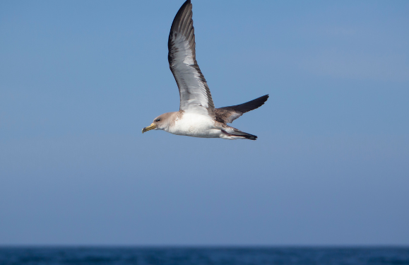 Plastics found in shearwater birds
