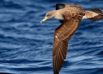 Shearwater warning