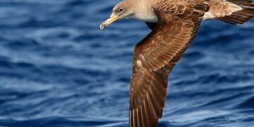 Shearwater warning