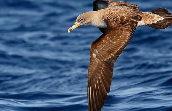Shearwater warning