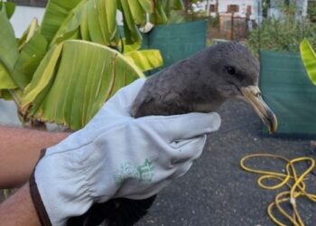 Shearwater rescue