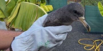 Shearwater rescue