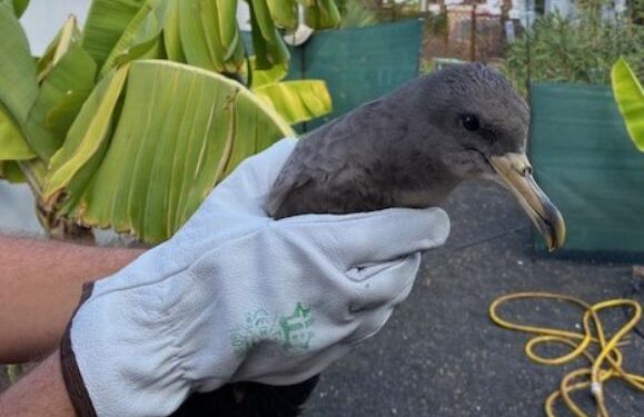 Shearwater rescue