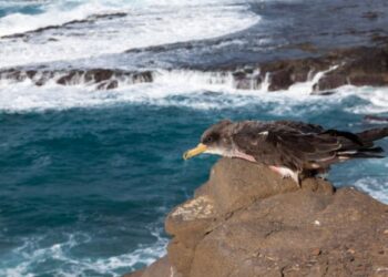 Teguise’s castle to reopen