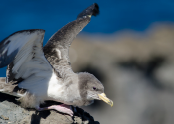 Save Our Shearwaters