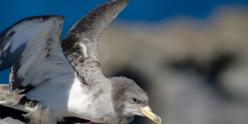 Save Our Shearwaters