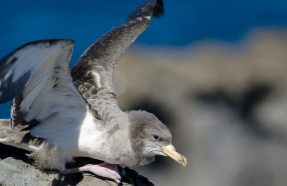 Save Our Shearwaters