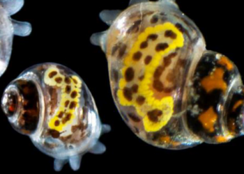 Deep Water Snail