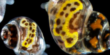 Deep Water Snail