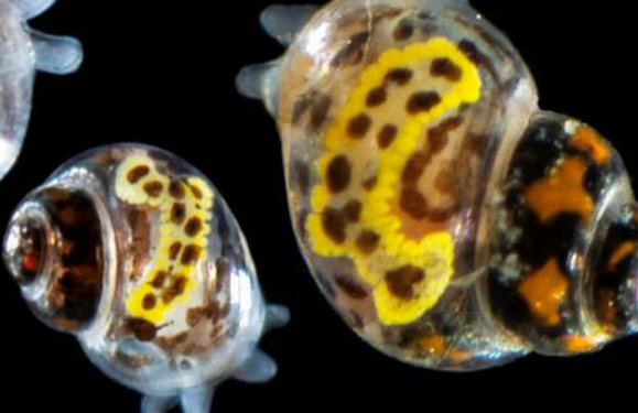 Deep Water Snail