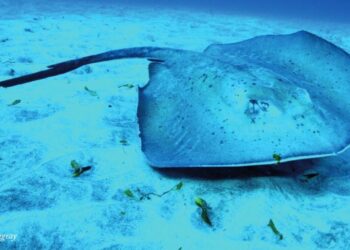 Spotting Lanzarote’s rays