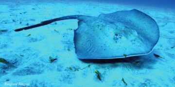 Spotting Lanzarote’s rays