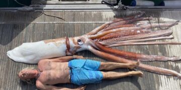Squids in!