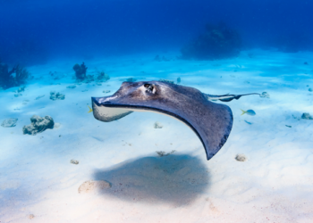 Stingray Alert!