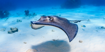 Stingray Alert!