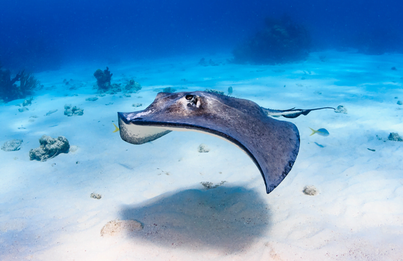 Stingray Alert!