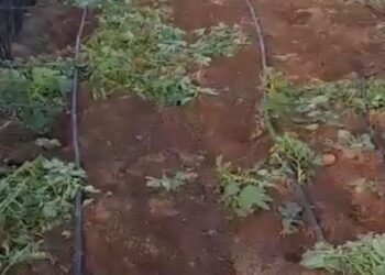 Thousands of kilos of potatoes stolen from farms