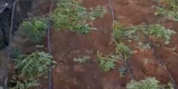 Thousands of kilos of potatoes stolen from farms