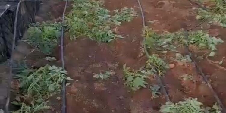 Thousands of kilos of potatoes stolen from farms