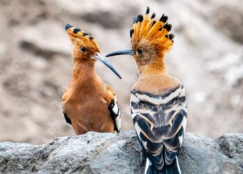 The Hoopoe: One of Lanzarote’s most distinctive birds