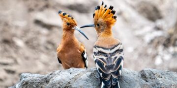 The Hoopoe: One of Lanzarote’s most distinctive birds