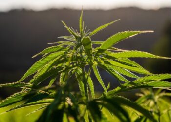 Three-year sentence for cannabis club owners