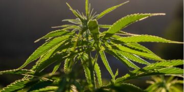 Three-year sentence for cannabis club owners