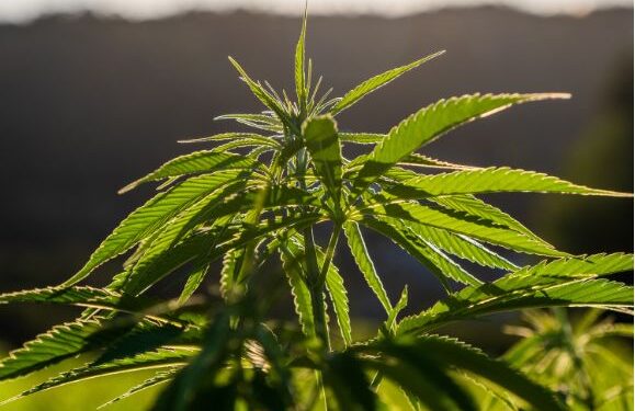 Three-year sentence for cannabis club owners