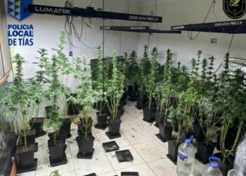 Tías police dismantle marijuana farm in Puerto del Carmen