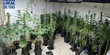 Tías police dismantle marijuana farm in Puerto del Carmen
