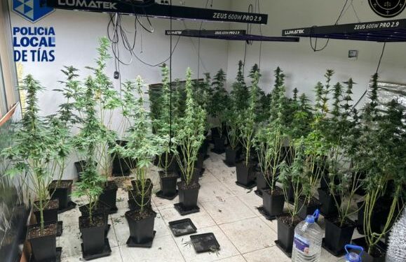 Tías police dismantle marijuana farm in Puerto del Carmen