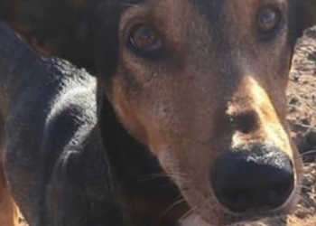 Government pledges change to animal cruelty laws