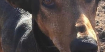 Government pledges change to animal cruelty laws