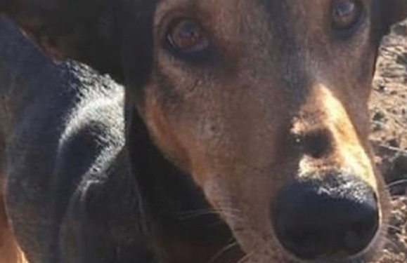 Government pledges change to animal cruelty laws