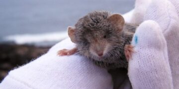 Tiny Islanders – The Canarian Shrew