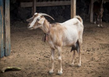 Top 3 Canarian Ingredients