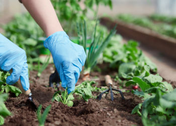 Treat Your Plants