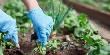 Treat Your Plants