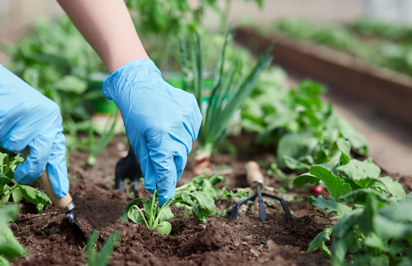 Treat Your Plants