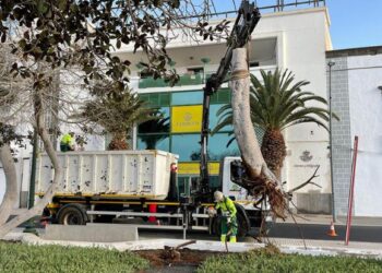 Tree finally cut down in Arrecife