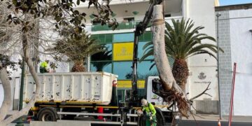 Tree finally cut down in Arrecife