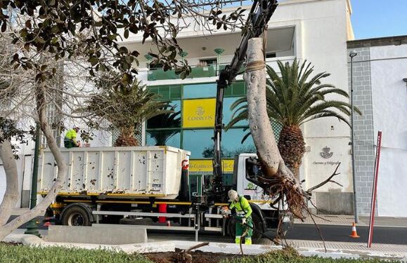 Tree finally cut down in Arrecife